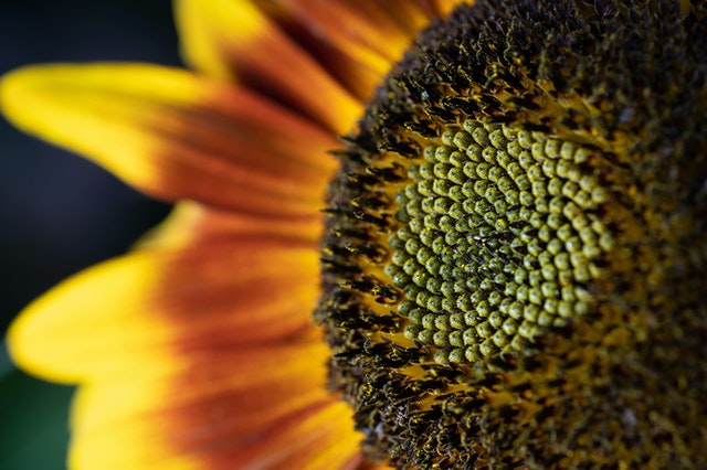 Zoom in shot of a sunflower